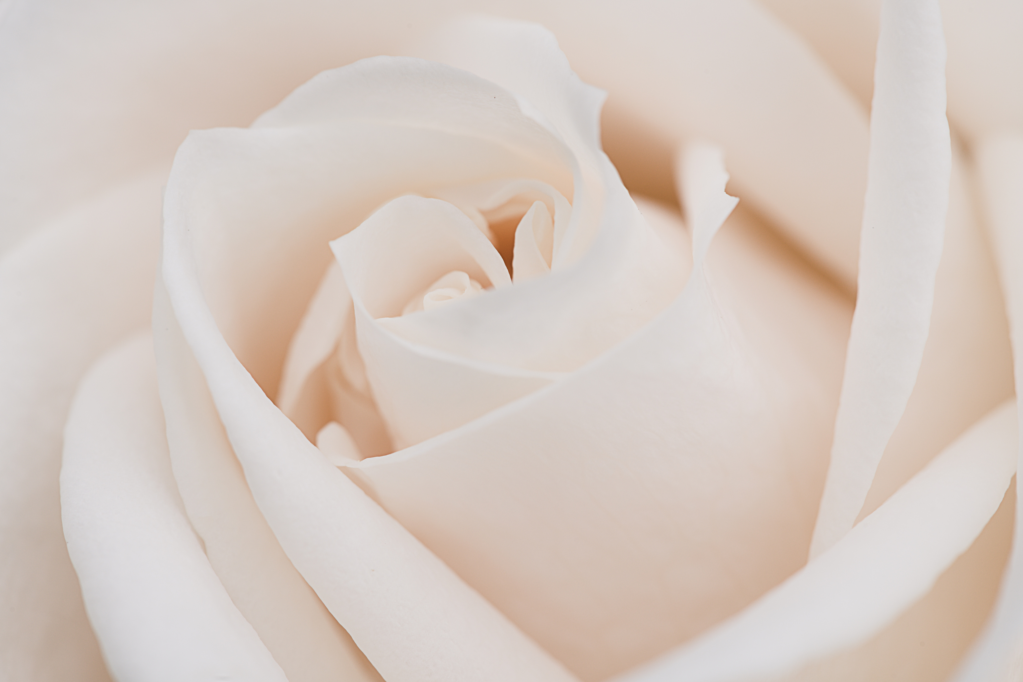 Elegant pastel rose with gentle petals